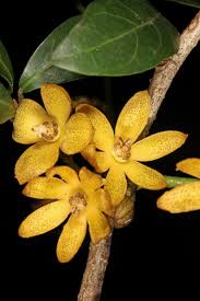 Image result for Cola natalensis