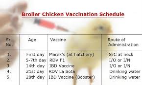 Vaccination Schedule For Broilers Pakissan Com