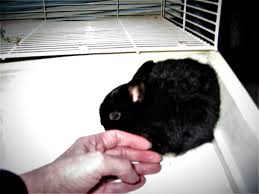 Rabbits that live as pets outdoors are on average slightly older than indoor rabbits, with an average lifespan of up to 14 years. How Long Do Rabbits Live Five Things To Keep Them Happy And Healthy Pethelpful