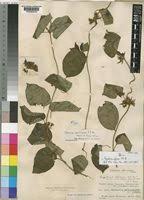 Image result for Telosma africana