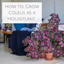 House plant with tiny purple flowers. How To Successfully Grow Coleus As A Houseplant Dengarden