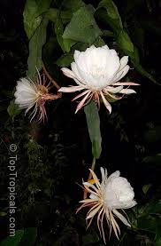 In colder zones, grow as a container water sparingly but regularly (don't allow water to stand), as you would a cactus and within a few weeks you'll have rooted, growing plants! Epiphyllum Oxypetalum Belle De Nuit Lady Of The Night Queen Of The Night Night Blooming Cereus Dutchman S Pipe Toptropicals Com