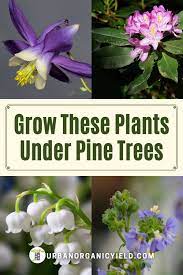 What To Plant Under Pine Trees Evergreen Plants Under Pine Trees What To Plant Under Pine Trees Plants That Grow Under Pine Trees