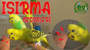 Kedi Neden Isirir