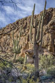 What kind of cactus are you talking about. Giant Saguaros Under Magma Ridge Saguaro Mount Rushmore Natural Landmarks