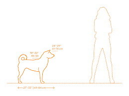 Jindo Dimensions Drawings Dimensions Com