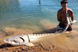 Sturgeon oregon river willamette fishing retention oregonlive fishery washington dates sets keeper season. Big Fish Anglers Rescue Monster 8 Foot Long Sturgeon In Lake Shasta