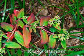 Image result for Euphorbia hyssopifolia