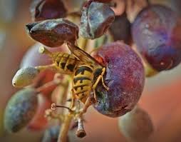 Yellow jackets can enter your home through very small openings, such as damaged screens and attic vents. Yellow Jackets Reasons To Get Rid Of Them Croach Pest Control
