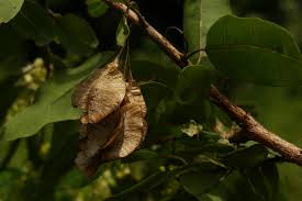 Image result for Terminalia sambesiaca