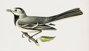 Birds Of Eastern Pa Download Premium Illustration Of Pied Wagtail Female Motacilla Alba Fauna Illustration Illustration Wagtail