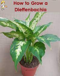 Dieffenbachia (dumb cane) leaves most commonly turn yellow due to overwatering, but other causes include lighting problems, temperature extremes, low humidity, pests or nutrient deficiency. Dieffenbachia How To Grow Dumb Cane The Gardening Cook