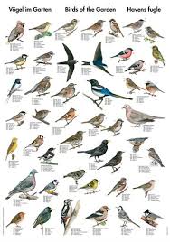 Exclusive Nature Posters With Fish Birds Plants And Wildlife Common Garden Birds Nature Posters Bird Poster