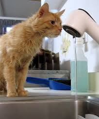 Most cats do not show an obvious decline in kidney function until they are well into their teens. Chronic Renal Failure In Cats Causes Symptoms And Diagnosis Life With Cats