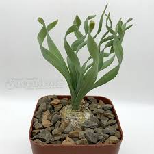 Image result for Albuca kirkii