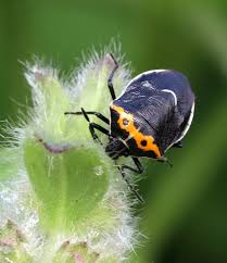 Image result for Canthium bugoyense