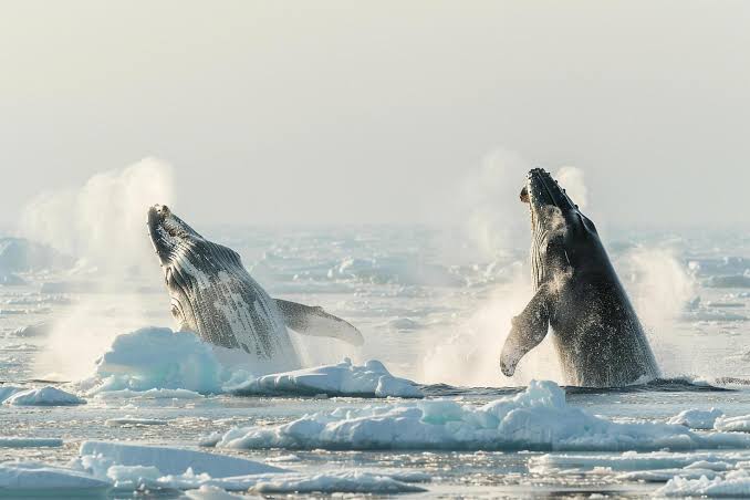 Bowhead Whales Breaching in Frigid Arctic Waters with Expansive Pack Ice  Stretching to the Horizon nature background 56624223 Stock Photo at Vecteezy