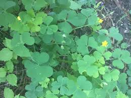 Blooming over a very long season extending from late spring to early fall, the flowers dangle gracefully above the lush foliage mound. How To Identify Wood Sorrel Foraging For Edible Wild Greens Good Life Revival