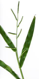 Image result for Urochloa dictyoneura