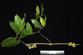 Image result for Gnetaceae