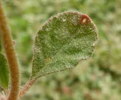 Image result for Glinus lotoides