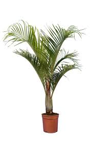 Image result for Dypsis decaryi