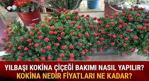 Yilbasi Cicegi Kokina Nedir Yilbasi Cicegi Kokinaya Nasil Bakilir Fiyatlari Ne Kadar Kac Tl