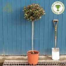 Download our paper fiddle leaf fig template to make your own potted plant for gorgeous home decor, using our extra john cutts explains how to make trees for your dolls' house garden. Small Trees For Pots Planters Patio Trees Ornamental Trees Ltd