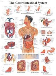 The Gastrointestinal System Anatomical Chart