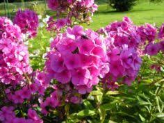 Schattenbeet Phlox Eine Sehr Anspruchslose Pflanze Winterharte Pflanzen Garten Pflanzen Schattenpflanzen Garten