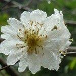 Image result for Caloncoba