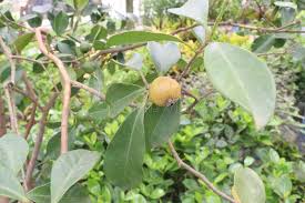 Image result for Flacourtia