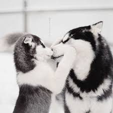 Baby Siberian Husky Black And White Siberian Husky Her Pup Classic Look Cute Animals Cute Dogs Baby Animals