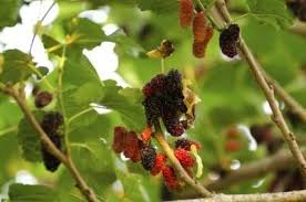 How to identify a mulberry tree. How To Tell If A Mulberry Tree Is Male Or Female Hunker Mulberry Tree Espalier Fruit Trees Mulberry Plant