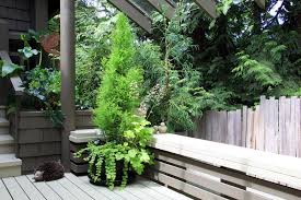 Maybe you would like to learn more about one of these? Hardy Evergreen Shrubs What Are The Best Ones For Small Gardens