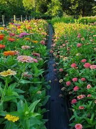 Check spelling or type a new query. U Pick Flowers Knobstone Flower Farm