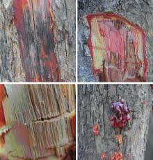 Image result for Brachystegia longifolia