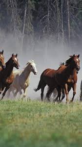 Horse wallpapers, backgrounds, images 3840x2400— best horse desktop wallpaper sort wallpapers by: 7 Horse Running Mobile Wallpapers Wallpaper Cave
