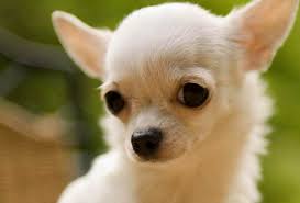 Los 12 perros más bonitos del mundo. Las 11 Razas De Perros Mas Tiernas