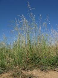 Image result for Grona barbata