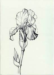 Pyatnica Razvlekushki Iris Drawing Flower Drawing Iris Painting