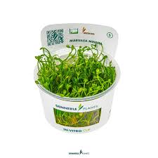 Image result for Marsilea minuta