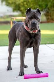 kopek dunyasi adli kullanicinin 2021 satilik cane corso fiyatlari panosundaki pin cane corso kopek bekci kopegi