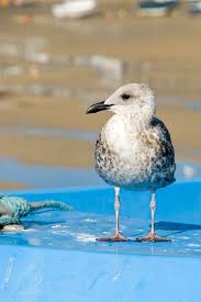Seagull In St Ives Animals Wildlife St Ives