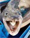 Conger eel attack on Irish diver | LoneSwimmer