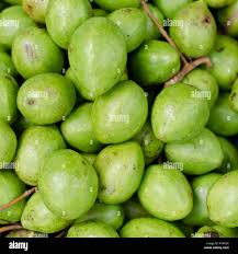 Image result for Terminalia superba