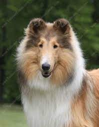 Nice Shot Rough Collie Collie Collie Breeds