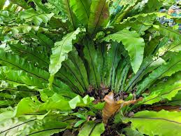 Image result for Asplenium aethiopicum
