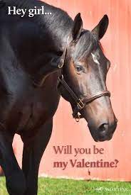 Love This Reminds Me Of Two Horses We Have Horses Horse Love Horse Meme