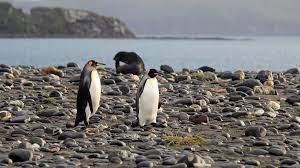 Two King Penguins At Salisbury Plain With A Seal In The Background Do You Want To Visit The King Penguins You Will Find Penguins King Penguin Salisbury Plain